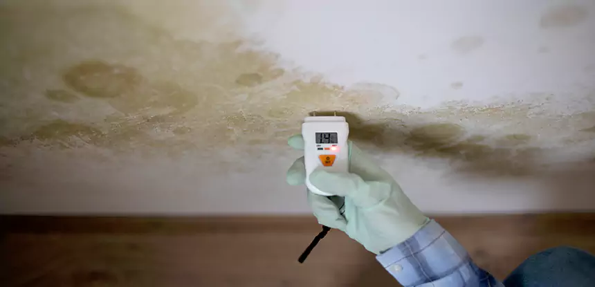 Emergency Mold Remediation in Suwanee