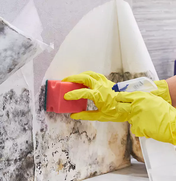 Why Suwanee Trusts Suwanee Restoration Pro for Mold and Water Restoration?